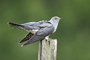 Cuckoos Prints: Common Cuckoo (Cuculus canorus) adult, perched on post, Midlands, England, april