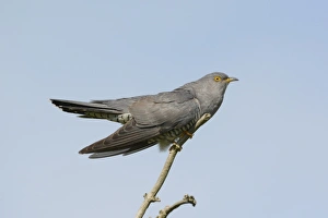 Displays Prints: Common Cuckoo (Cuculus canorus) adult male