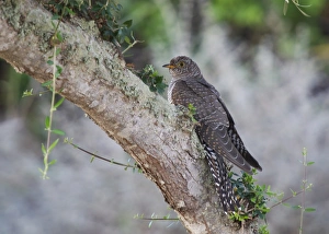 Cuckoos Prints: Common Cuckoo (Cuculus canorus) juvenile
