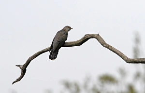 Cuckoos Prints: Common Cuckoo - Minsmere, Suffolk, May