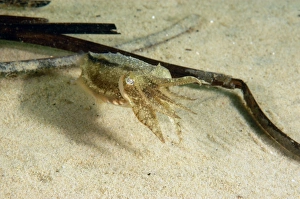 Mollusc Prints: Common Cuttlefish (Sepia officinalis) juvenile