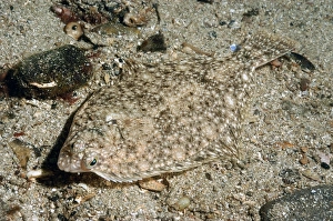 Sandy Prints: Common Dab (Limanda limanda) adult