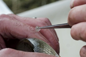 Hand Prints: Common Dace (Leuciscus leuciscus) adult