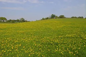 Dandelions Prints: Common Dandelion (Taraxacum officinale) flowering mass