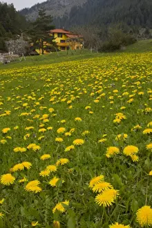 Common Dandelion (Taraxacum officinale) flowering mass, growing pasture habitat, with house in background, Bulgaria, may