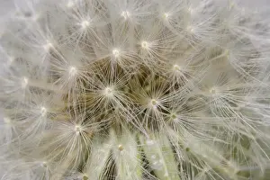 S Eed Prints: Common Dandelion (Taraxacum officinalis) close-up of seedhead, Dorset, England, april