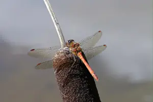 Common Darter Dragonfly (Sympetrum striolatum) adult male, resting on reedmace, Oxfordshire, England, september