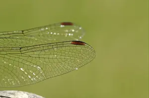 Common Darter Dragonfly (Sympetrum striolatum) adult male, close-up of wing detail, Oxfordshire, England
