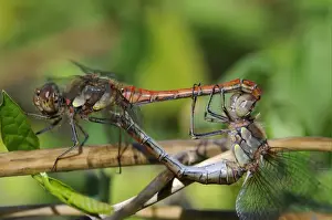 Darter Prints: Common Darter Dragonfly (Sympetrum striolatum) adult pair