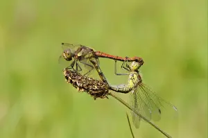 Common Darter Dragonfly (Sympetrum striolatum) adult pair, mating in wheel position, Oxfordshire, England