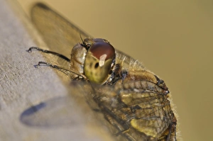 Boardwalks Prints: Common Darter (Sympetrum striolatum) adult
