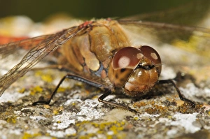 Common Darter (Sympetrum striolatum) adult, basking on lichen covered rock, Capel Fleet, Isle of Sheppey, Kent