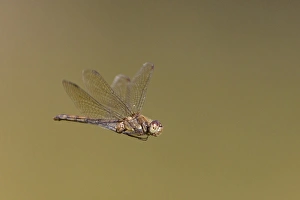 Odonata Prints: Common Darter (Sympetrum striolatum) adult female