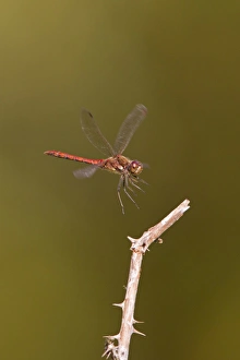Common Darter (Sympetrum striolatum) adult male, in flight, landing on stem, Minsmere RSPB Reserve, Suffolk, England, september