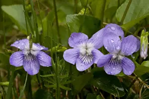 Southeastern Europe Prints: Common Dog Violet (Viola riviniana) close-up of flowers, after rainfall, Bulgaria, may