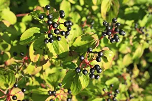 Hedge Row Prints: Common Dogwood (Cornus sanguinea) close-up of berries and leaves