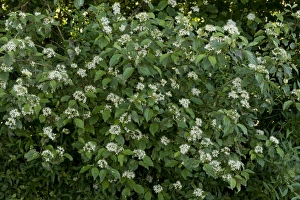 Dogwoods Prints: Common Dogwood (Cornus sanguinea) flowering, France, June