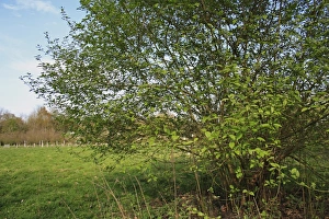 Shrubs Prints: Common Dogwood (Cornus sanguinea) habit