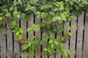Fence Prints: Common Dogwood (Cornus sanguinea) leaves