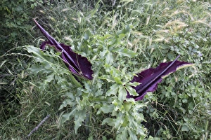 Common Dragon Arum flower - Bulgaria