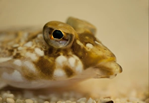 Under Water Prints: Common Dragonet (Callionymus lyra) adult