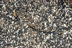 Common Dragonet (Callionymus lyra) adult, camouflaged on sandy seabird, Kimmeridge Bay, Isle of Purbeck, Dorset