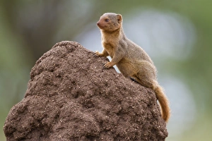 Serengeti Prints: Common Dwarf Mongoose (Helogale parvula) adult