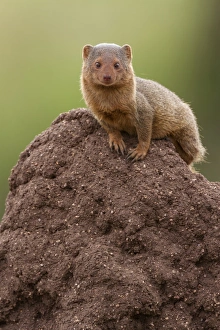 Common Dwarf Mongoose (Helogale parvula) adult, sitting on termite mound, Serengeti N. P. Tanzania, December