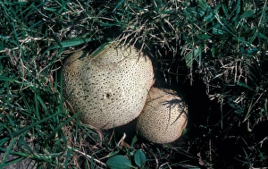 Inedible Prints: Common Earth-ball Fungus (Scleroderma citrinum)
