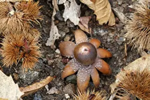 Common Earth-star (Geastrum triplex) fruiting body, amongst leaf litter and fallen Sweet Chestnut (Castanea sativa) burrs on woodland floor, Italy, march