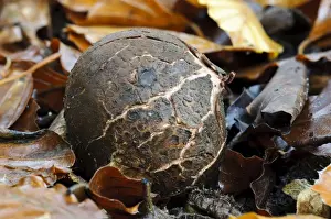 Common Earth-star (Geastrum triplex) fruiting body, fresh egg before exoperidium splits to reveal inner spore sac