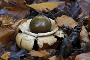 Common Earth-star (Geastrum triplex) mature fruiting body, exoperidium has split to reveal inner spore sac