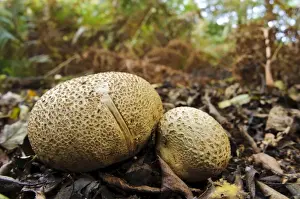 Floor Prints: Common Earthball (Scleroderma citrinum) two fruiting bodies