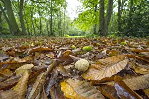 Common Earthball (Scleroderma citrinum) fruiting body, growing amongst Sweet Chestnut (Castanea sativa)