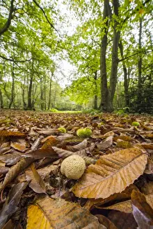 Leaves Prints: Common Earthball (Scleroderma citrinum) fruiting body