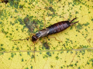 Common Earwig (Forficula auricularia) adult, resting on autumn coloured willow leaf, Leicestershire, England, September