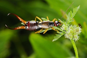 Common Earwig (Forficula auricularia) adult male, feeding on nectar, Italy, june