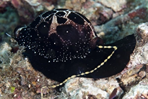 Common Egg Cowrie (Ovula ovum) adult, laying string of eggs, Lembeh Straits, Sulawesi, Sunda Islands, Indonesia, July