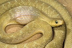 Common Egg-eater Snake (Dasypeltis scabra) adult, feeding, after having swallowed egg, Sindou, Leraba Province, Burkina Faso