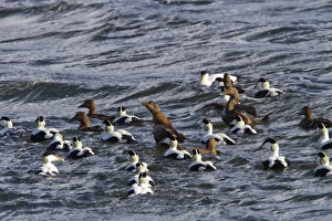 Common Eider ducks, male and female swimming in sea, Jura, Sotland