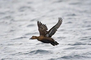 Northern Europe Prints: Common Eider (Somateria mollissima) adult female