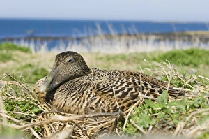 Sitting Prints: Common Eider (Somateria mollissima) adult female
