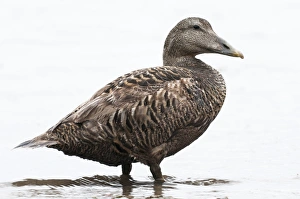 Common Eider (Somateria mollissima) adult female, standing in sea, Seahouses, Northumberland, England, june