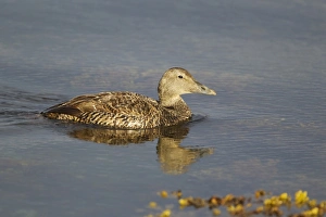 Common Eider (Somateria mollissima) adult female, swimming, Shetland Islands, Scotland, June