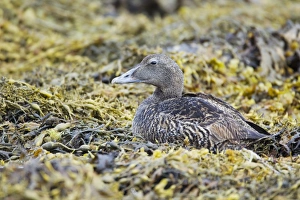 Common Eider (Somateria mollissima) adult female, resting on seaweed at low tide, Shetland Islands, Scotland, June