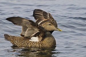 Common Eider (Somateria mollissima) adult female, flapping wings, swimming in sea, near Seahouses, Northumberland