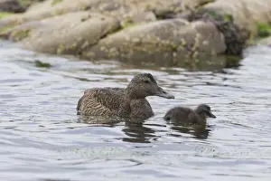 Common Eider (Somateria mollissima) adult female and duckling, swimming, Shetland Islands, Scotland, June