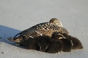 Common Eider (Somateria mollissima) adult female with ducklings, resting on beach, Heligoland, Schleswig-Holstein, Germany, may