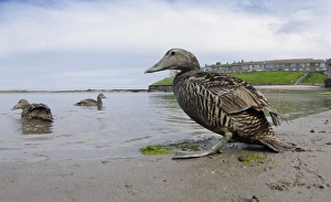 Common Eider (Somateria mollissima) three adult females, at beach in harbour of seaside village, Seahouses