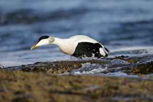 Common Eider (Somateria mollissima) adult male, breeding plumage, coming out of sea onto rocks, Northumberland